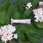 organic lipbalm grapefruit