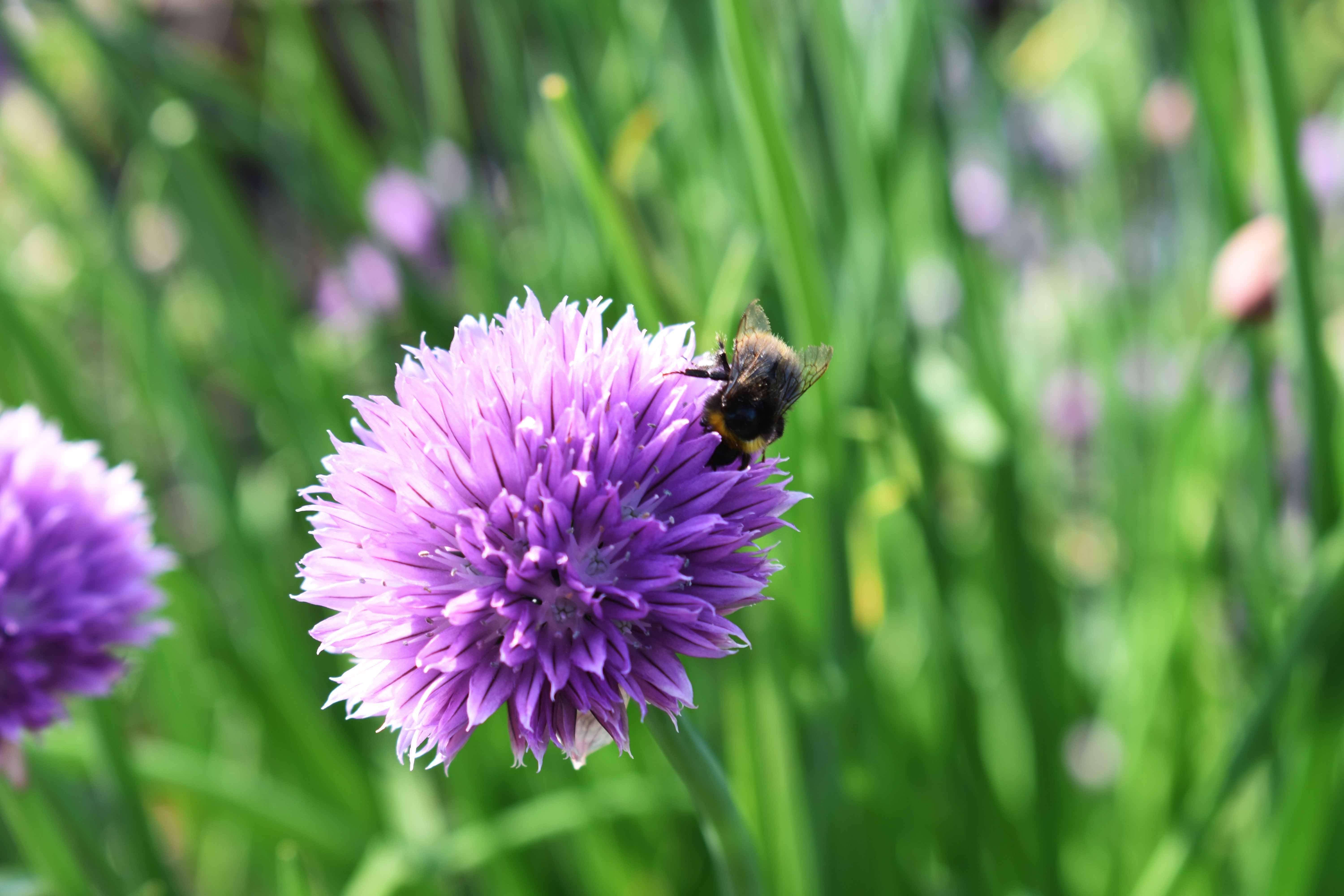 bee chive