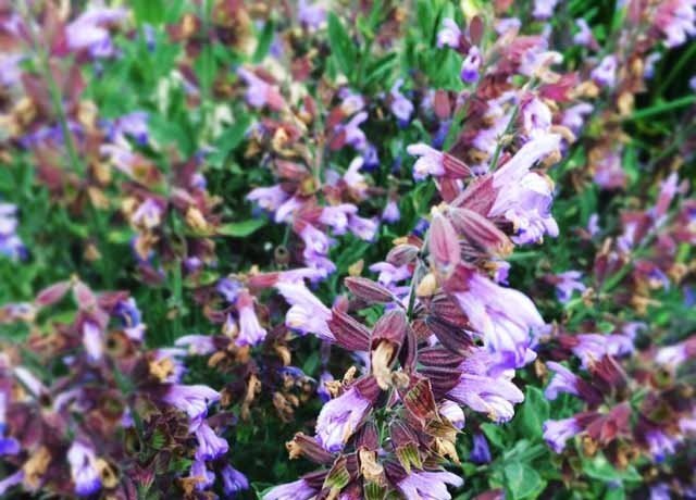 sage flowers