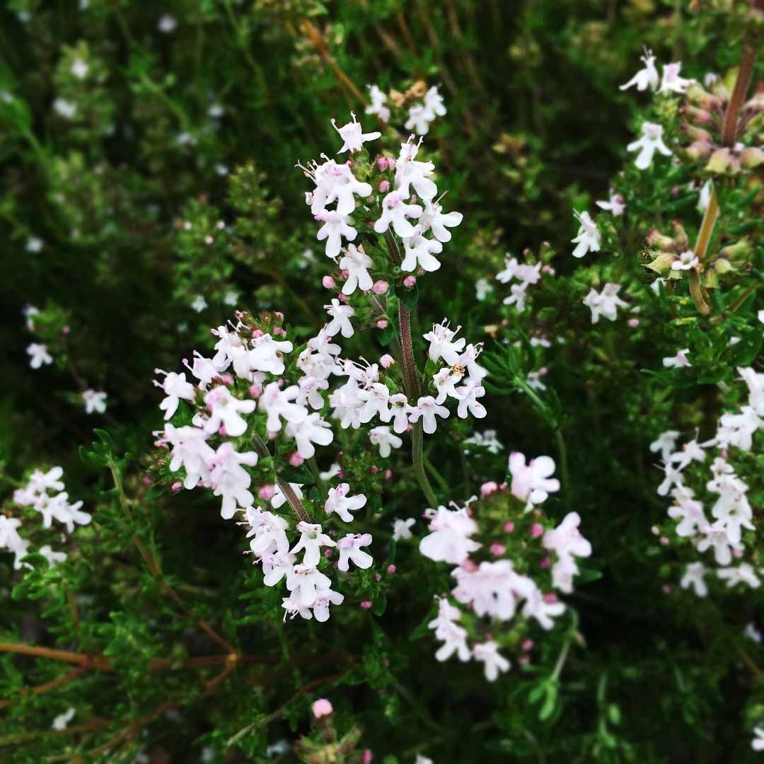 thyme flower