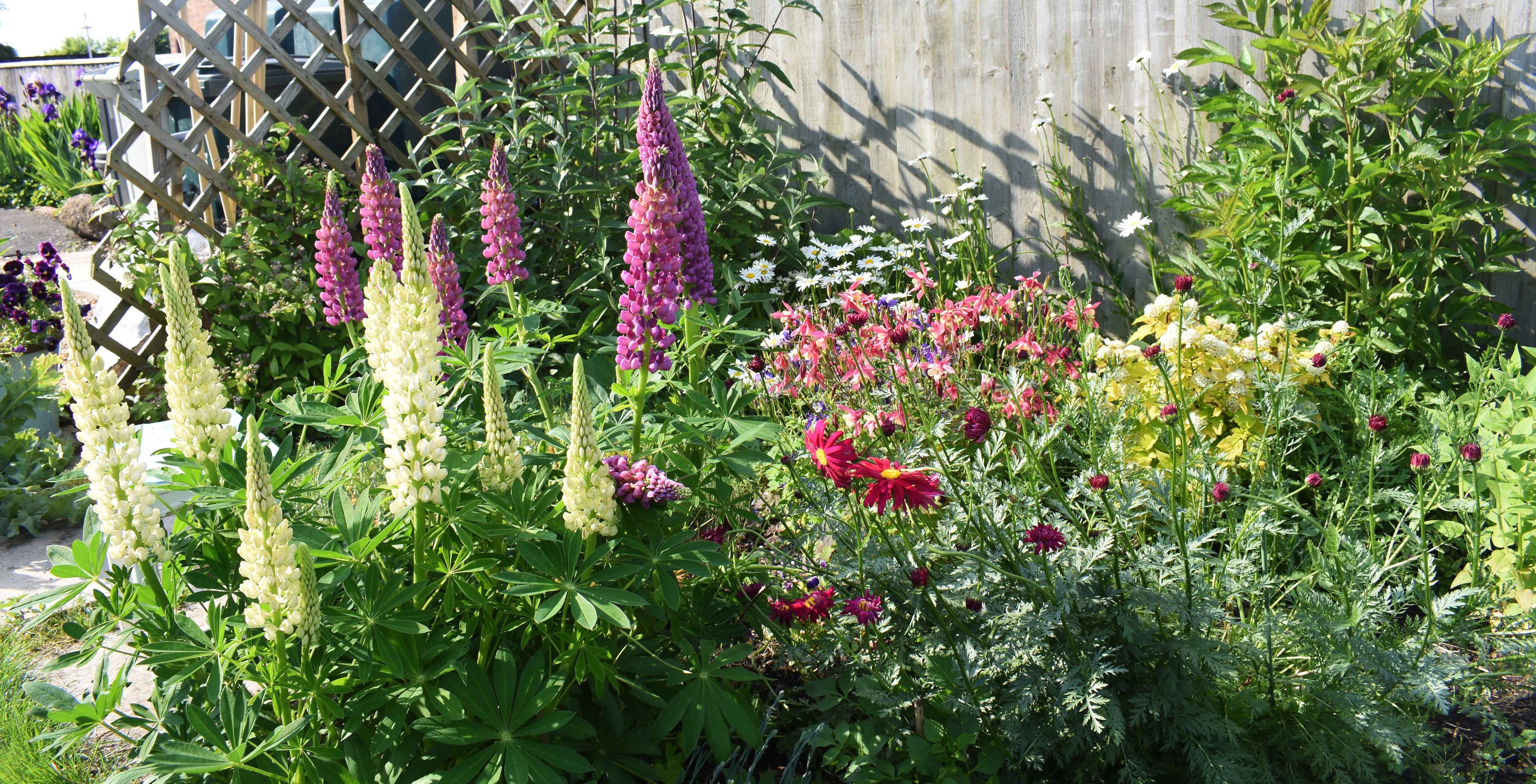 variety flower plants