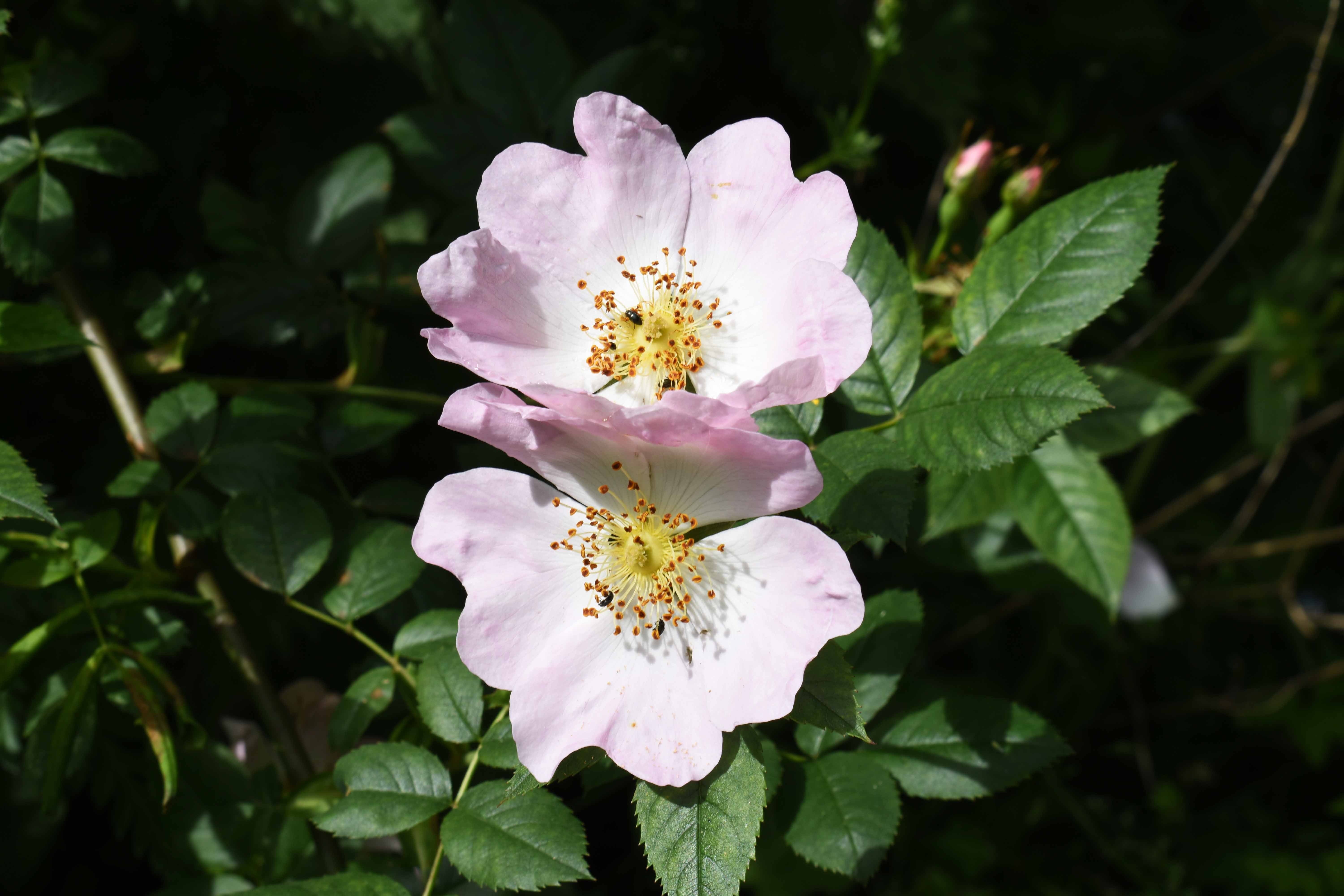 wild roses