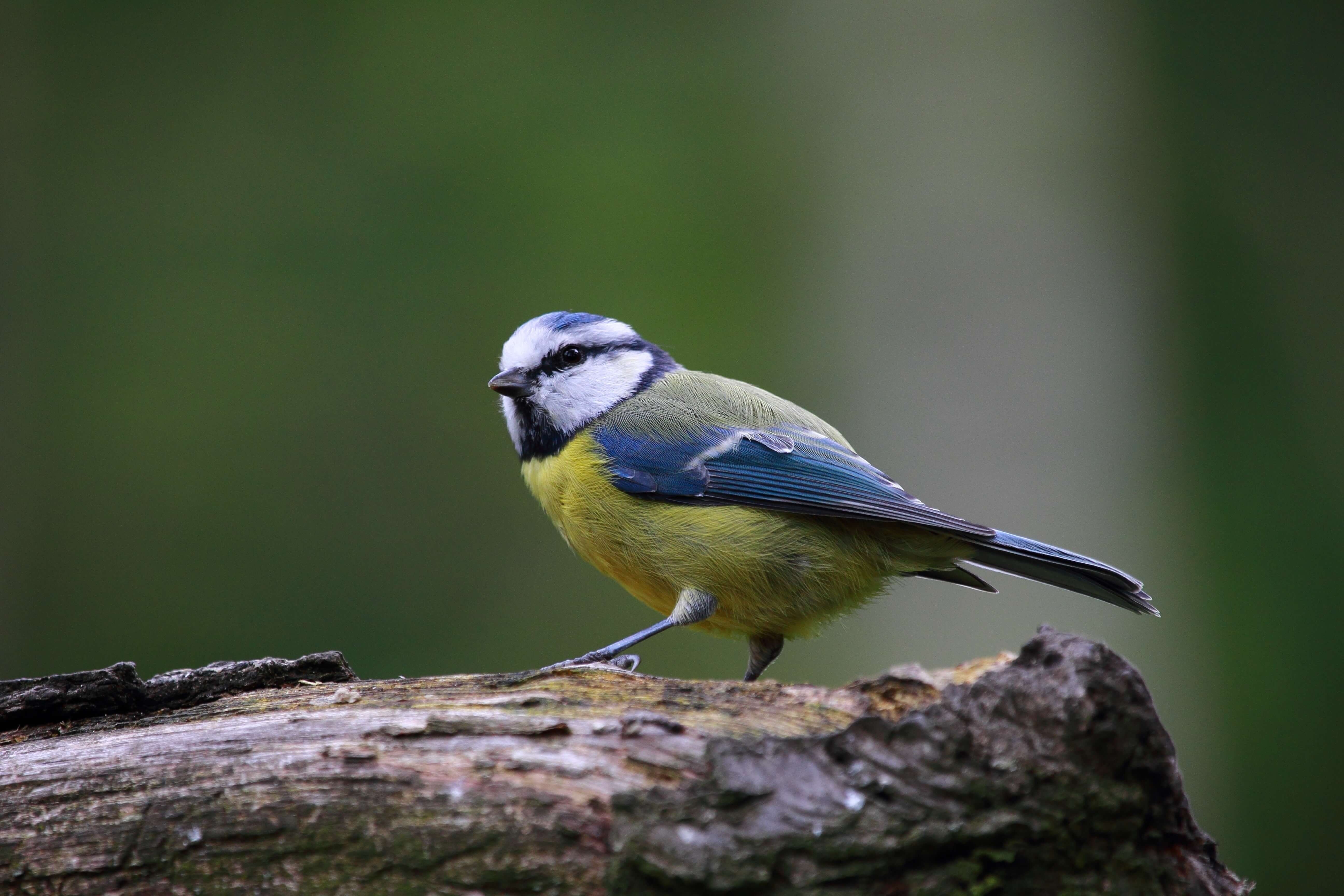 bird blue tit cute 34096