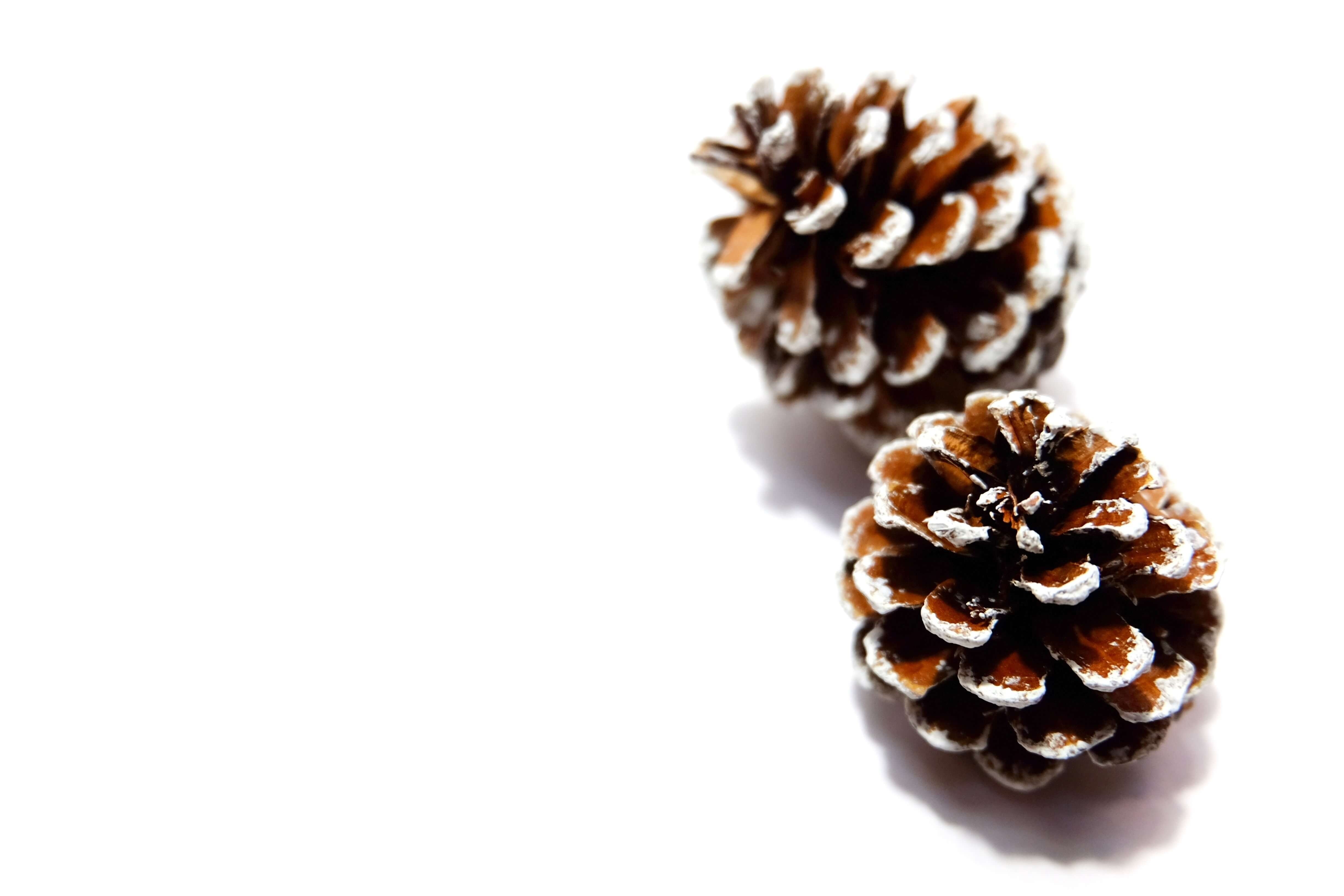 dry pine cones white background 793519