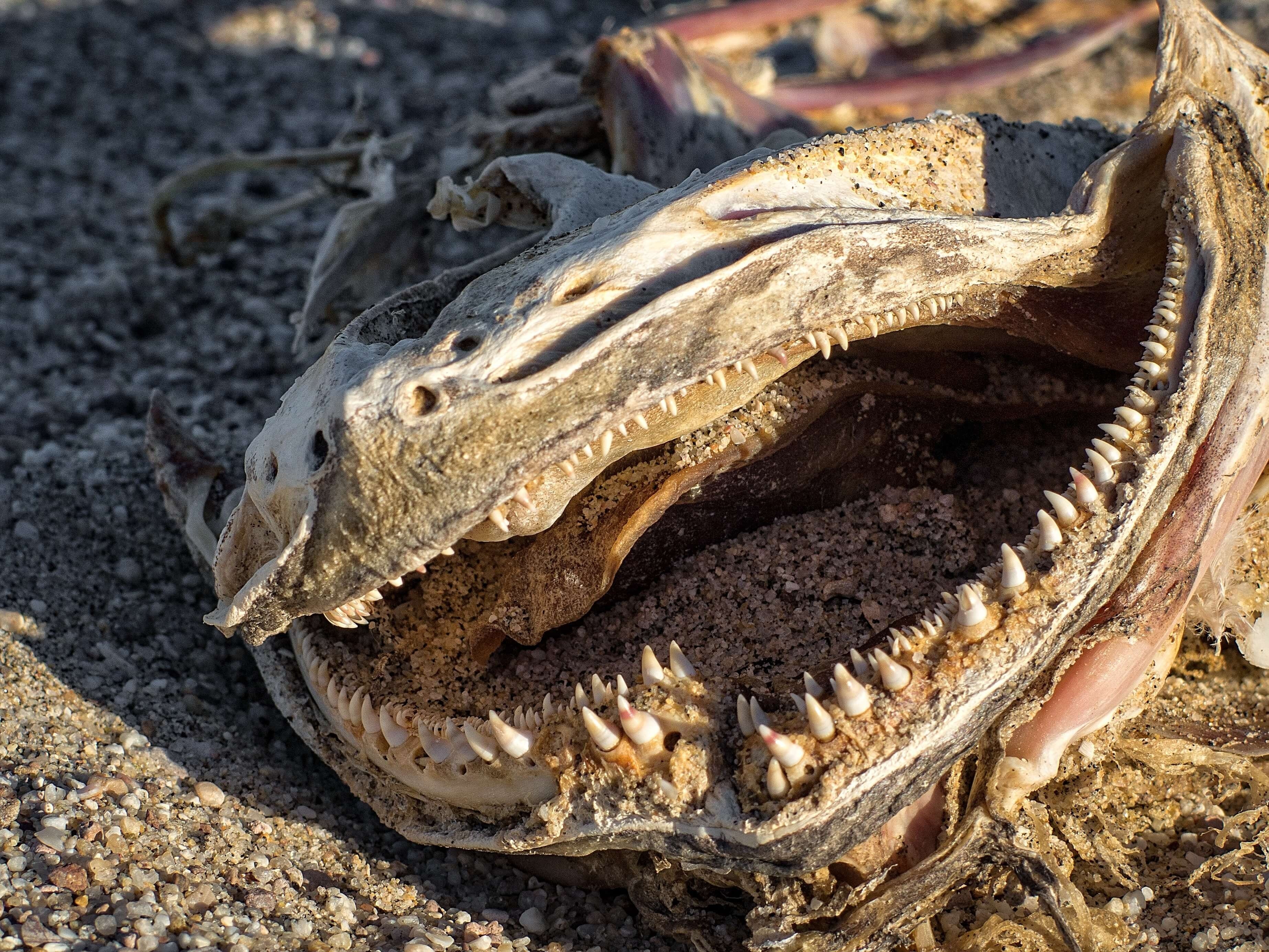 animal animal photography close up 102904