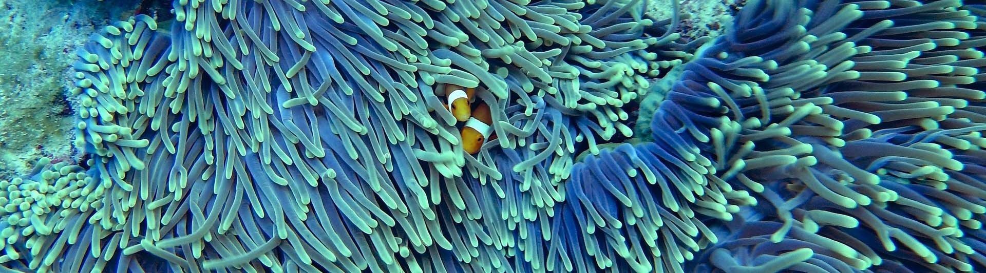 coral and clown fish