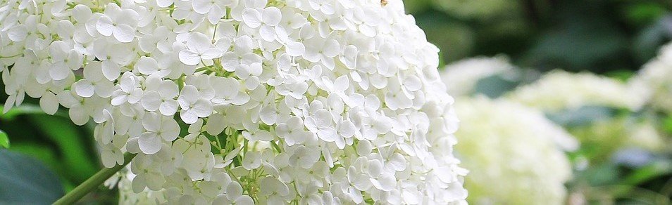 hydrangea 2