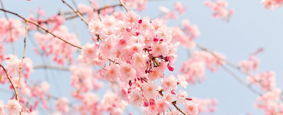 Essential Oils , blossom tree