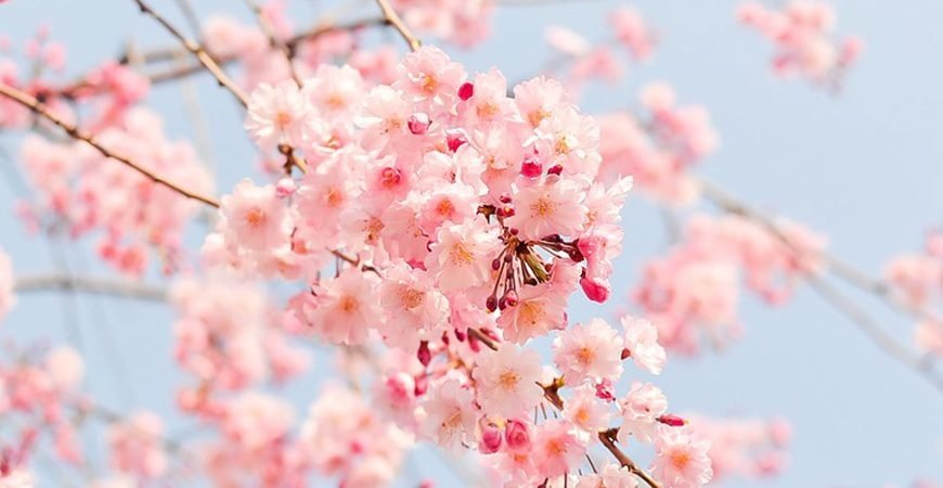 Essential Oils , blossom tree