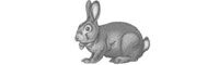 Vegan Bunny