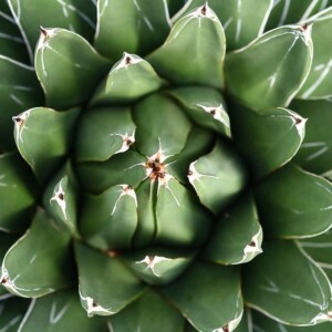 Aloe Vera plant