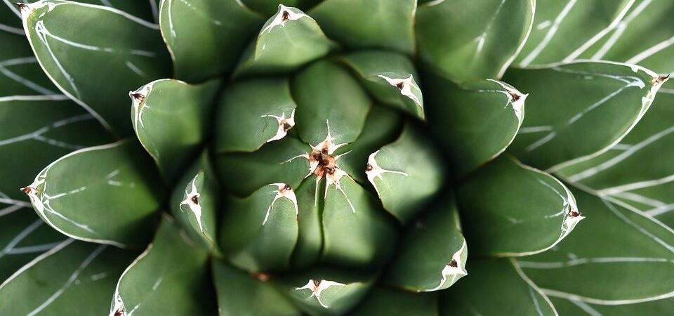 Aloe Vera plant