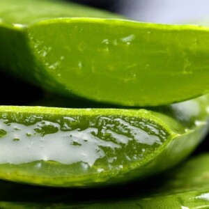 Inside of an Aloe Vera plant leaf