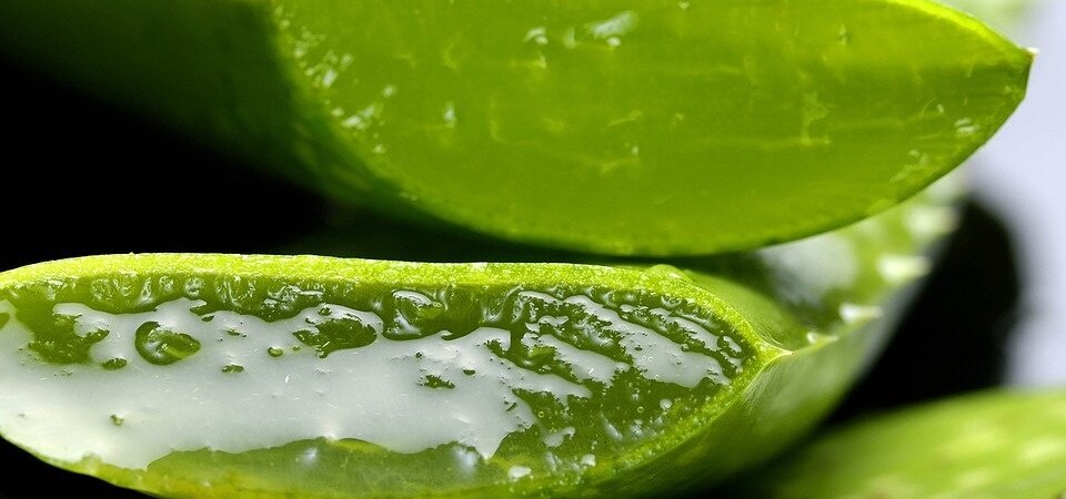 Inside of an Aloe Vera plant leaf