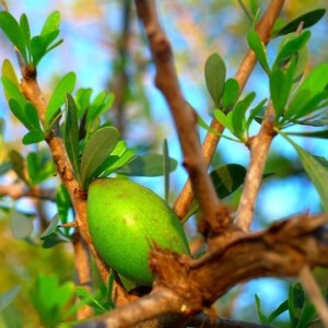 argan oil