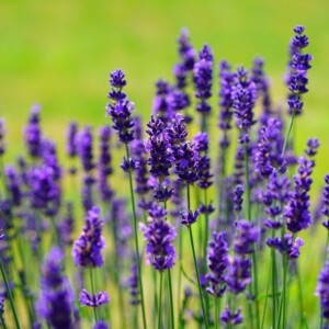 lavender plant