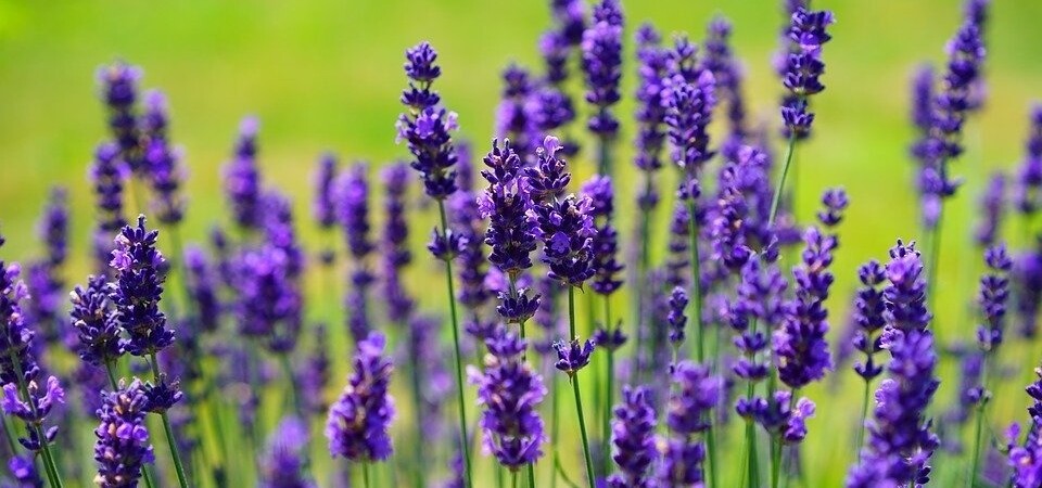 lavender plant