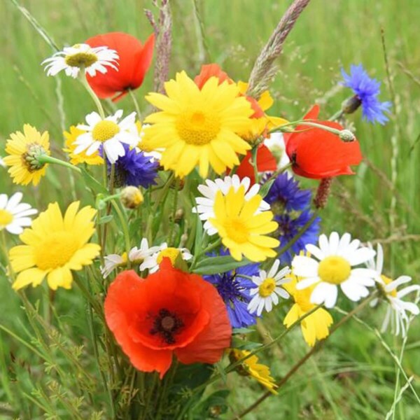 Beebombs Native Wild Flower Seedballs Species