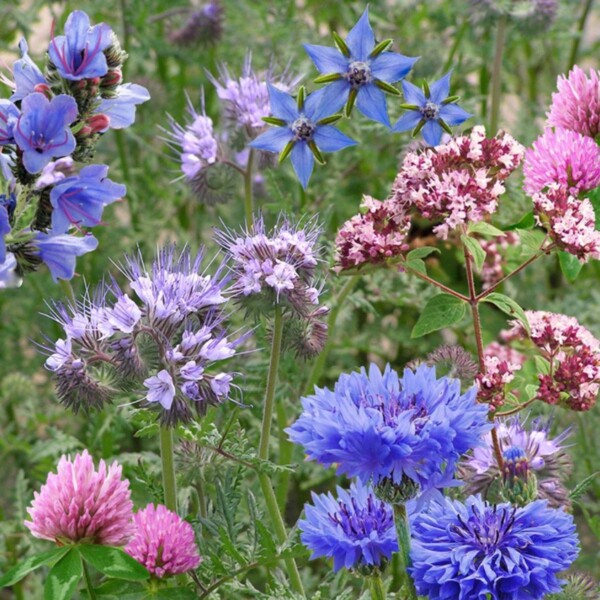 Pollinator Power Seed Bombs Gift Box - Image 2
