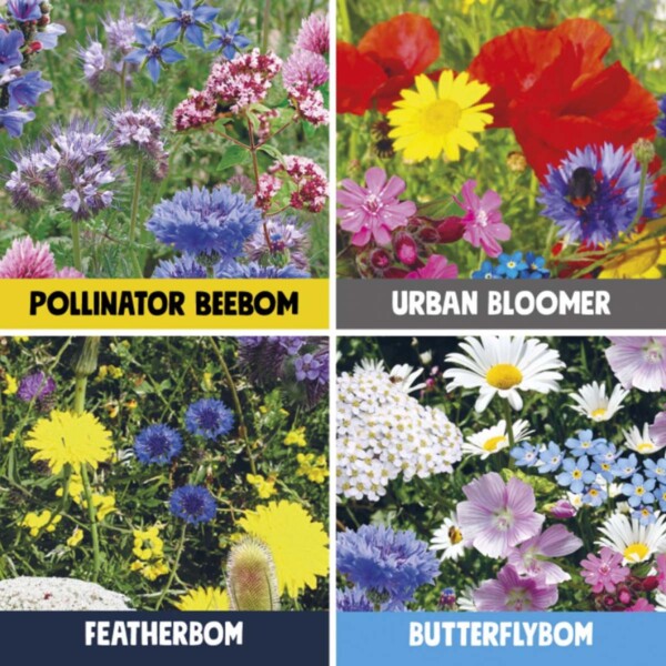 Birds, Bees & Butterflies Seed Bombs Gift Box - Image 2