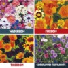Brilliant Botanics Seed Bombs Gift Box - Image 2