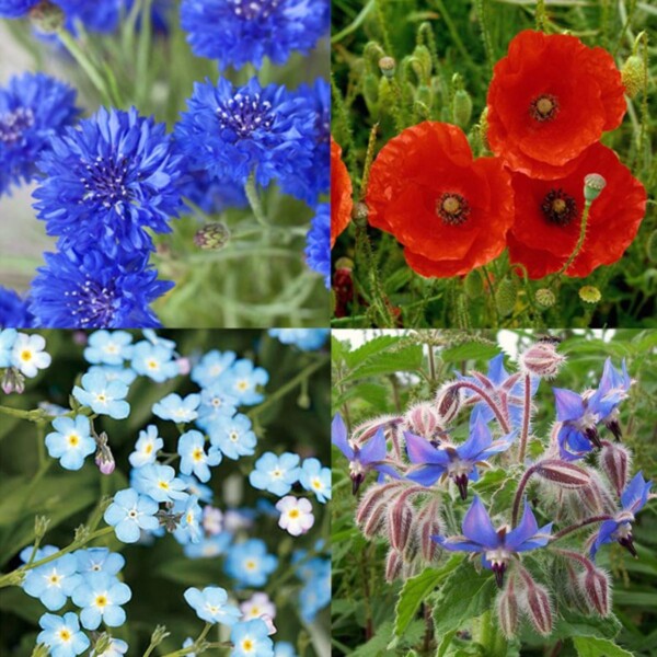 Wildflower Wonders Seed Bombs Gift Box - Image 2