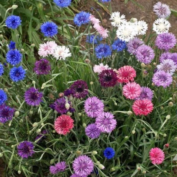 Cornflower Fairy Lights Seedbom - Image 2