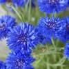 Cornflower Power Seedbom - Image 2