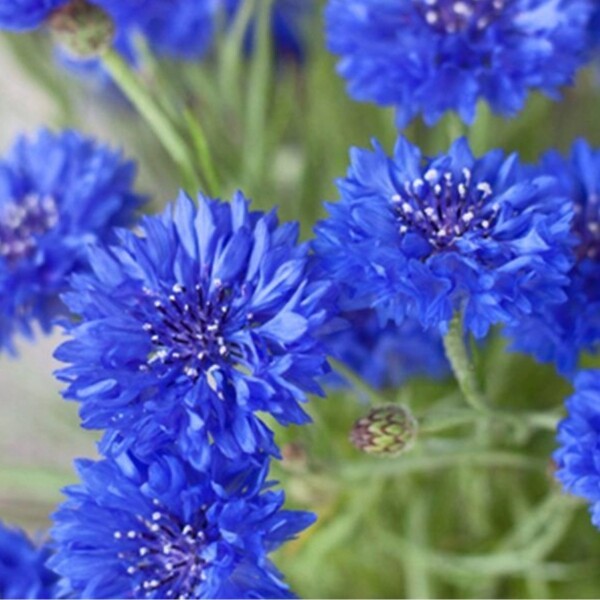 Cornflower Power Seedbom - Image 2