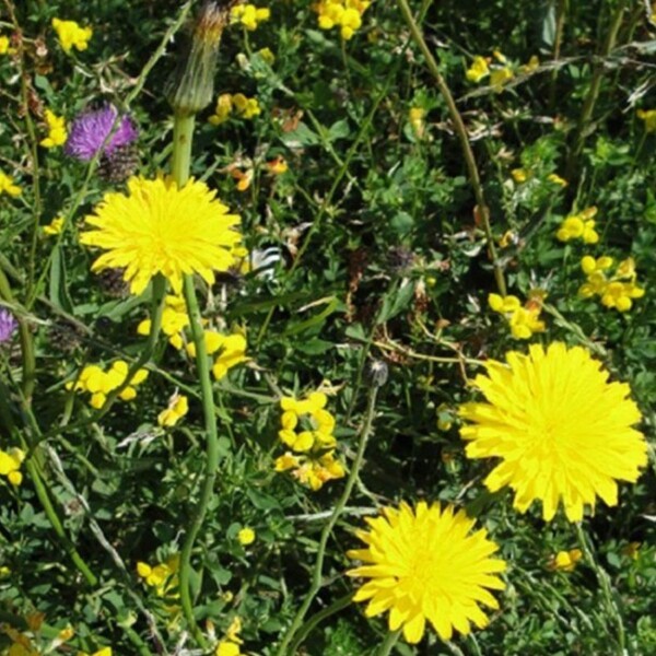 Featherbom Seedbom - Image 2