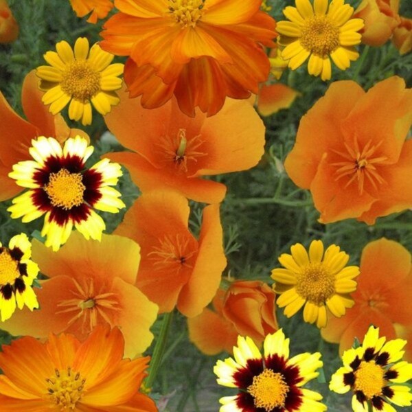 Firebom Seedbom - Image 2