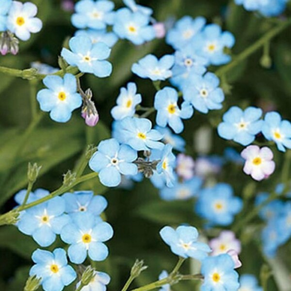 Lovebom Forget-Me-Not Seedbom - Image 2