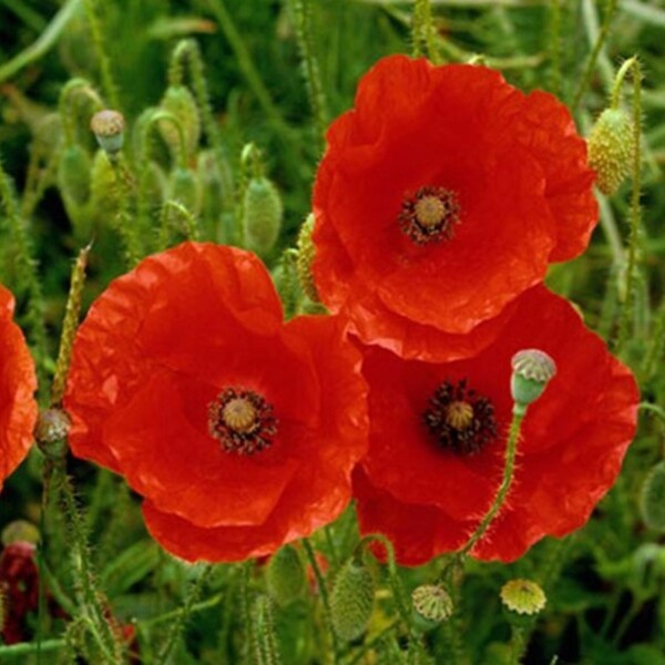 Poppy Seedball Tube - Image 2