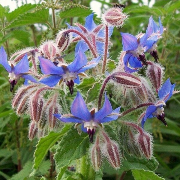 Starflower Seedbom - Image 2