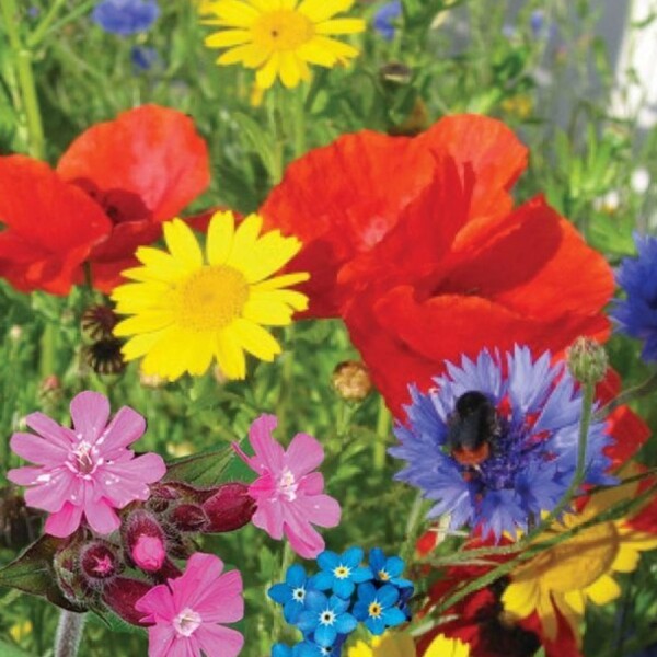 Urban Bloomer Seedbom - Image 2