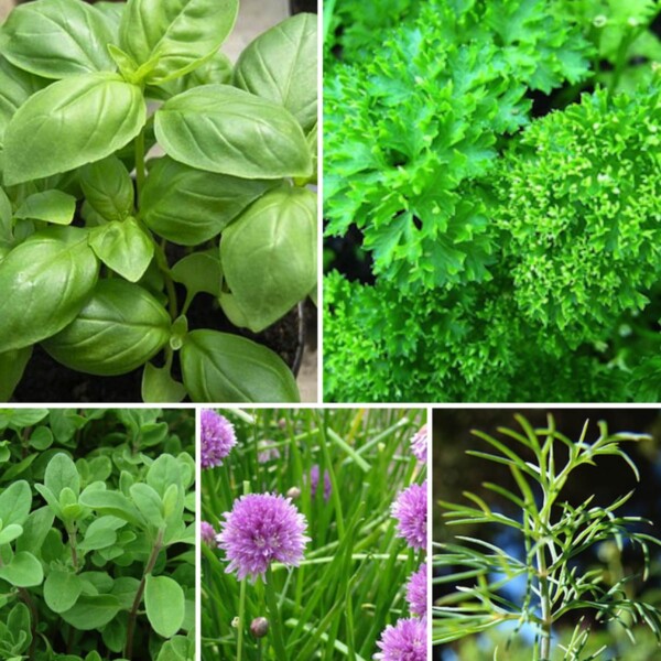 Herb Mix Seedball Tin - Image 4