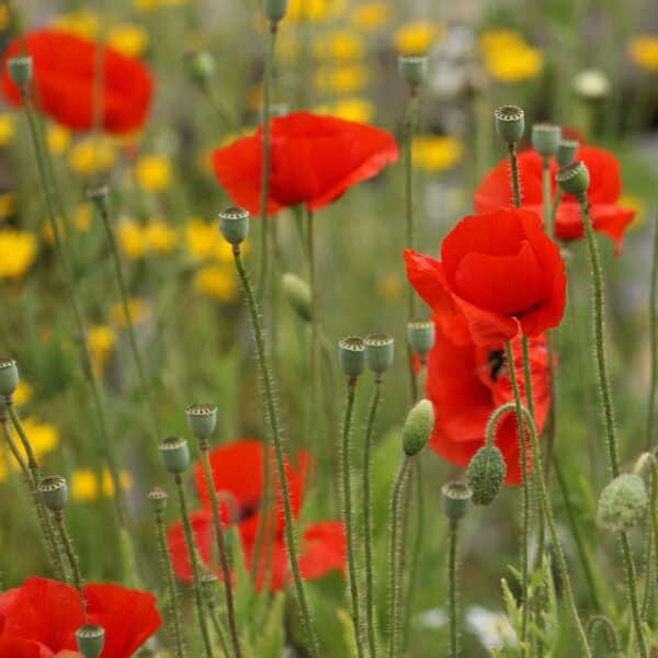 Poppy Seedball Tube - Image 3