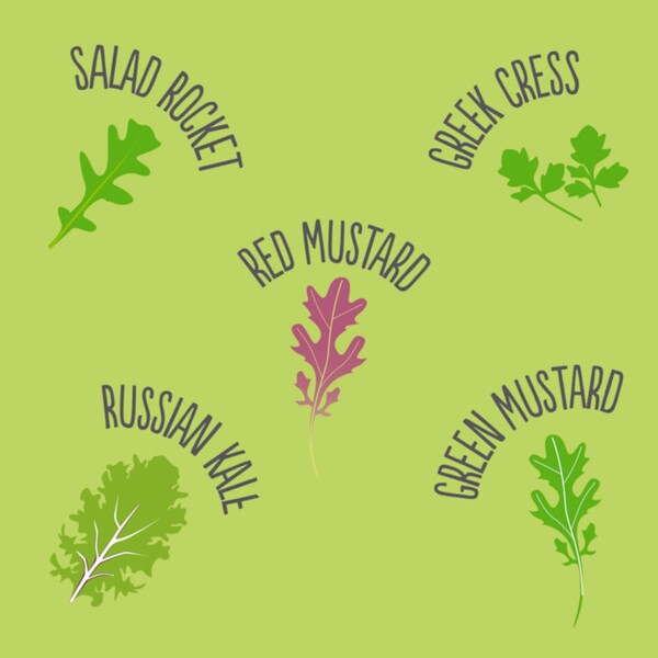Salad Mix Seedball Tin - Image 2