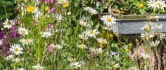 How To Cultivate A Wildlife-Friendly Garden