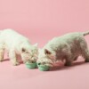 Natural Rubber Dog Bowl On The Go - Pale Mint - Image 4