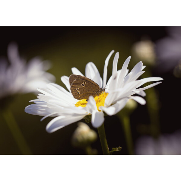 Butterfly Mix Seedball Grab Bag - Image 5