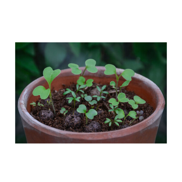 Wildlife Mix Seedball Grab Bag - Image 5