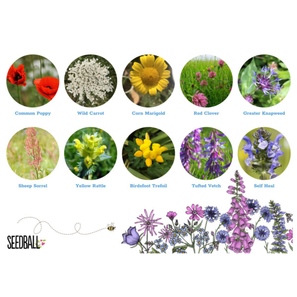 Wildlife Mix Seedball Grab Bag - Image 3
