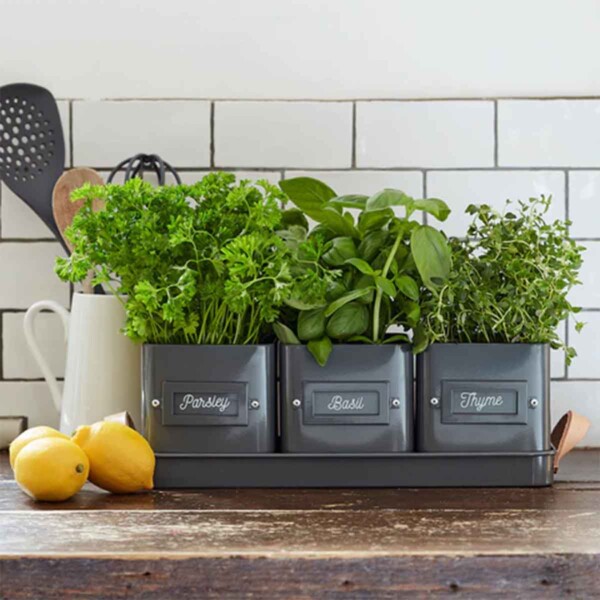 3 Herb Pots With Leather Handled Tray - Charcoal - Image 3