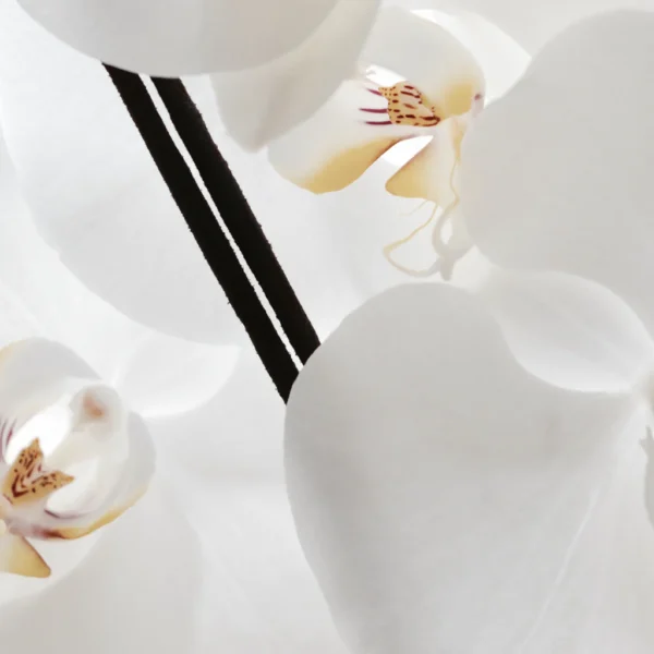 White Orchid Specialiste Hand Rolled Incense - 10 Sticks - Image 2