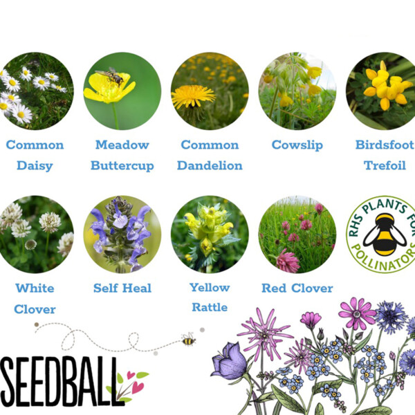 Hero Lawn Seedball Box - Image 2