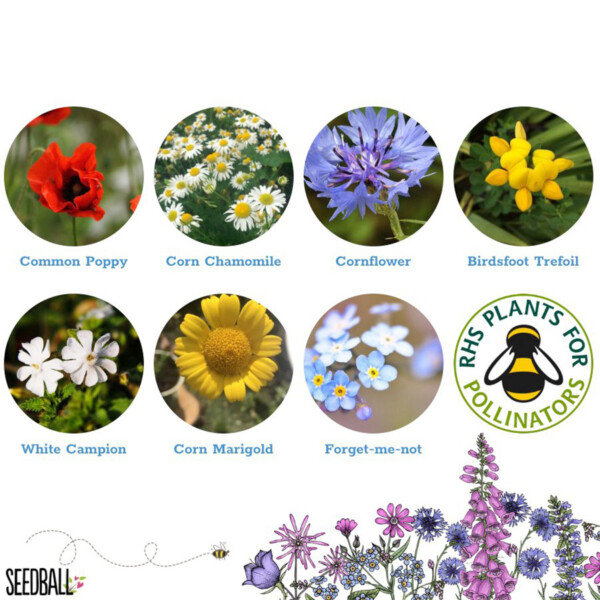 Bumblebee Seedball Box - Image 7
