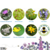 Bumblebee Seedball Box - Image 5