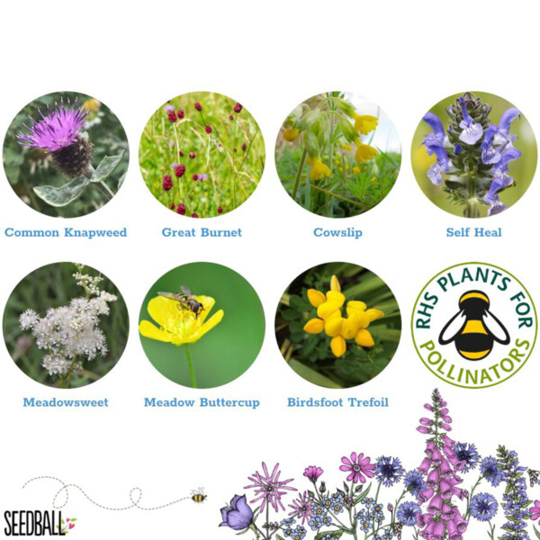 Bumblebee Seedball Box - Image 5