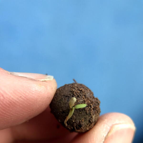 Bumblebee Seedball Box - Image 8